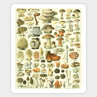 Mushroom Chart Sticker